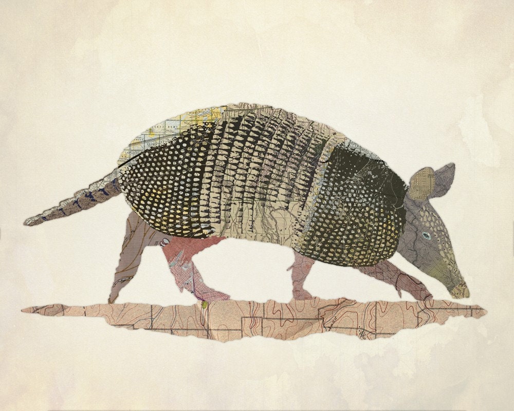 Texas Nine Banded Armadillo