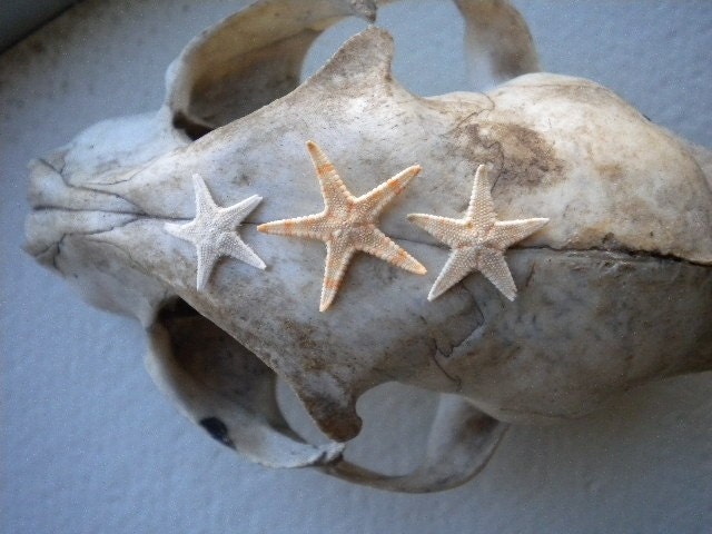 TEN - Teeny Tiny Itty Bitty Sugar Starfish - Sea Stars