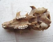 Vintage Cruelty Free Squirrel Skull Imperfection Religious Educational Magic Spell Taxidermy Bone Bones Unnatural