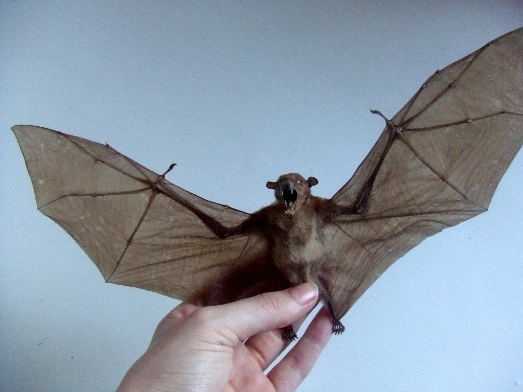 REAL cave nectar bat