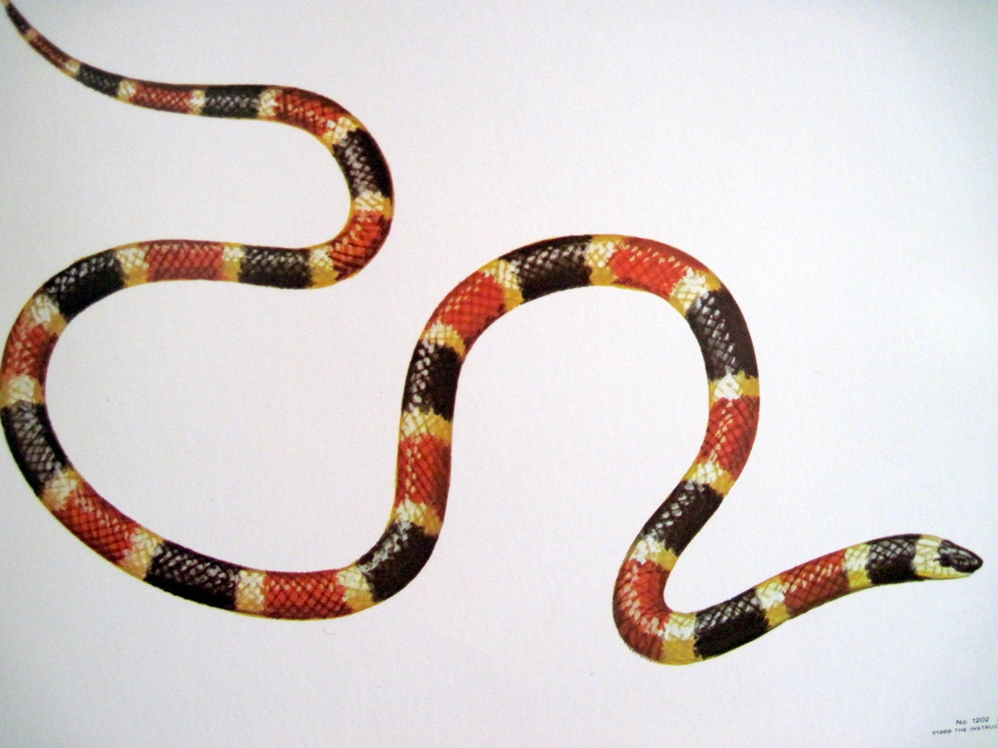 Coral Snake Images