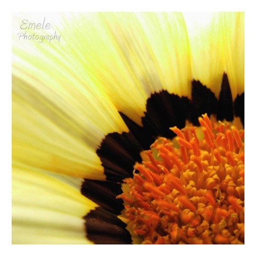 Yellow Flower Print - Small 5x5 Flower Picture