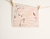New Beginnings,   Photo Feather