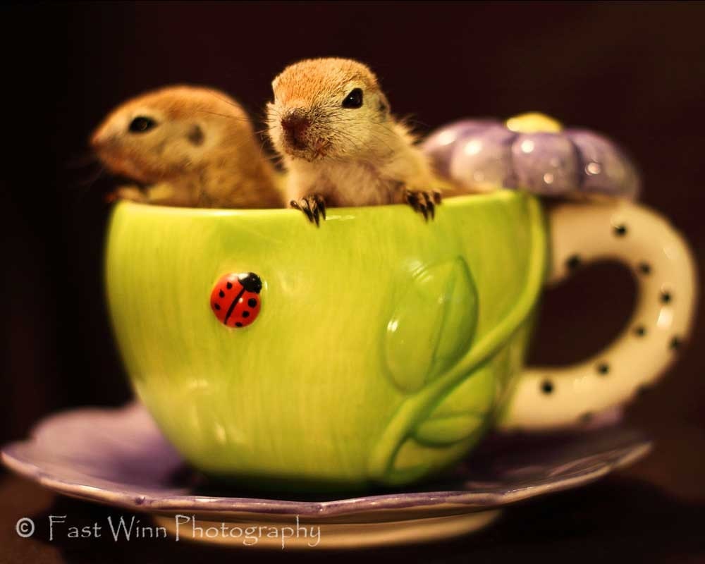 2 round tail squirrels in a tea cup - 2 4 Tea  - Fine Art Photography
