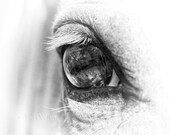 Palomino Horse's Eye - Fine Art Photograph - JR