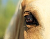 Equine Fine Art Photograph - "Eye to the Past"