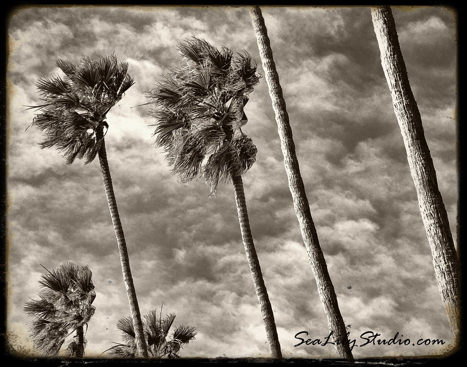 Palm Trees - 11x14 Fine Art Print