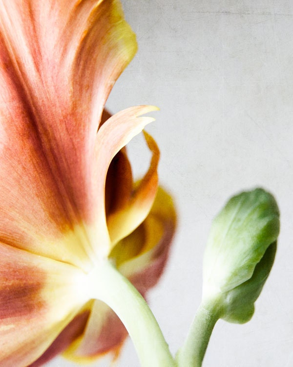 spring tulip photography, 8x10 nature photography, botanical art print, flower, bud, blossom, petals, fringe, orange, red, green