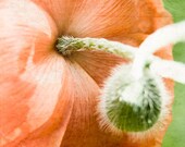 blooming poppy photography, 8x10 nature photography, flower, petals, orange, red, spring garden, green, wild flower wall decor