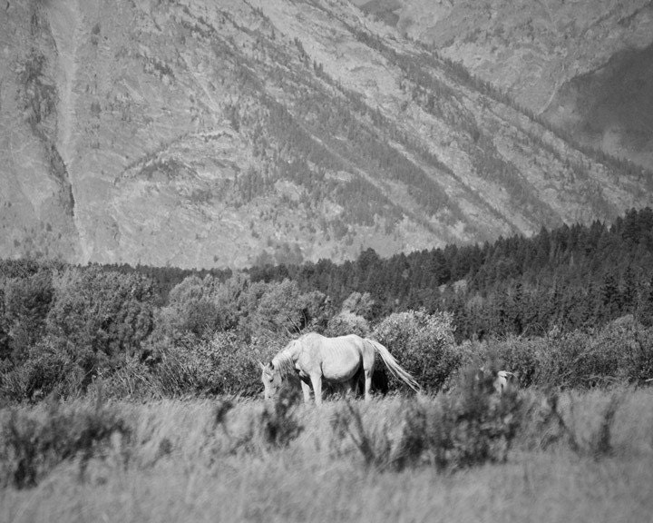 Equine Landscape Art, Sage Brush Black and White Landscape Art, 8x10 horse photography