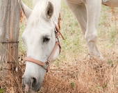 White Grazing Horse Photograph, Size 8x10, Sweet Animal Photography, Fairytale Art
