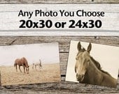 Large Art, Make Any Photo 20x30, fine art equestrian photography, Large Horse Photograph
