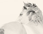 Horse Photograph, Neutral Gray Nature Photography, Animal Photo