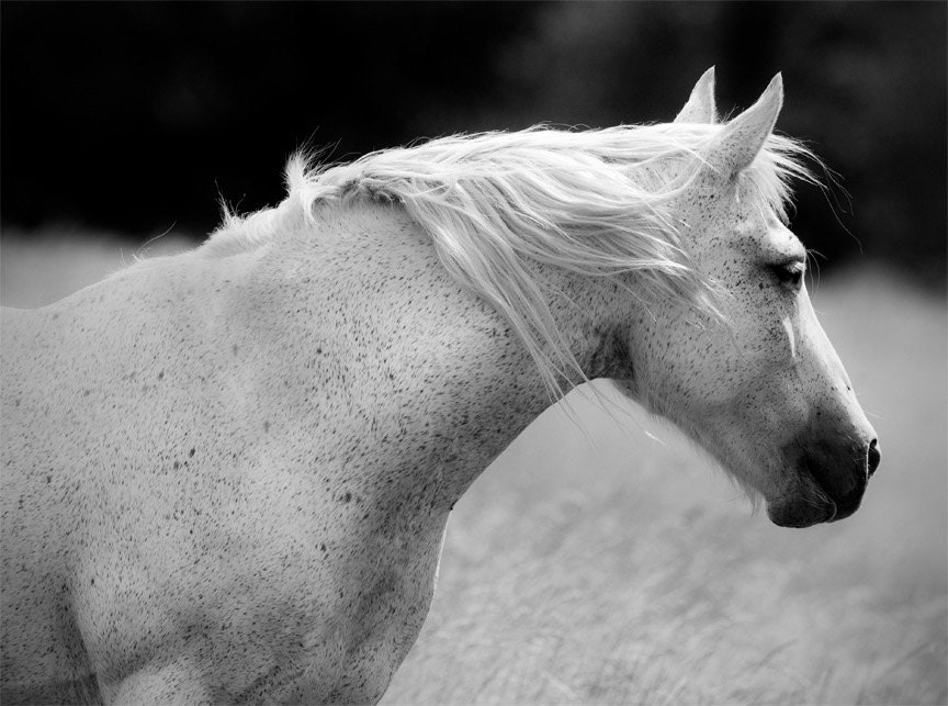 Equestrian Photograph, 8x10, black and white photo, Freckles horse art print