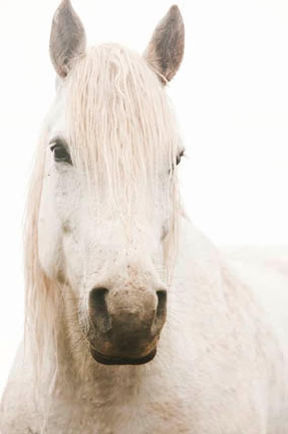 White Horse Photograph, Beautiful Gaze, 8x12 Fine Art Photograph, Monochromatic white photography, Animal photography