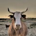 MOO, Animal Photograph, Unique Photograph, Cattle Art, Western Rugged Art