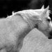 Equestrian Photograph, 8x10, black and white photo, Freckles horse art print