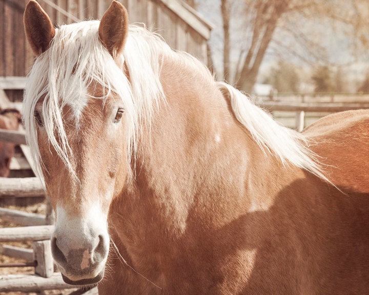 Country Barn Horse Photograph, Size 8x10, Country Art