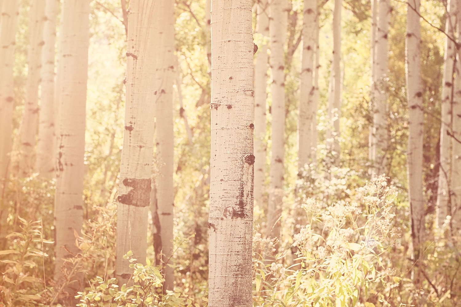 Aspen Trees