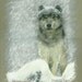 His Majesty, Gray Wolf, Framed Original Pastel