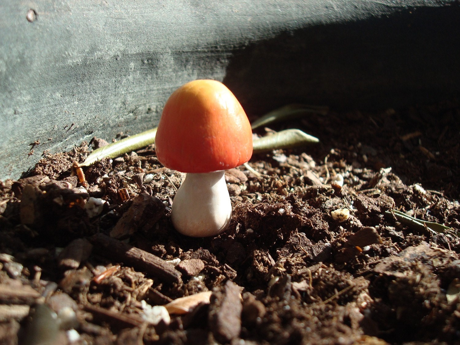 Small Yellow Orange Mushroom: Potted plants and Terrariums