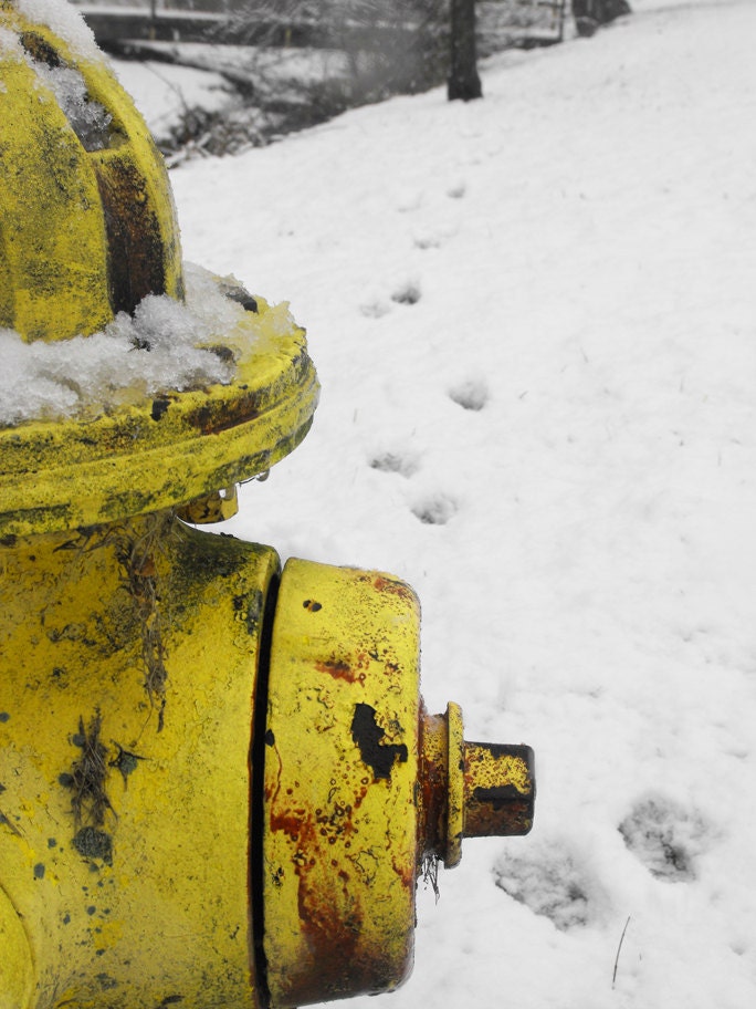 Rusty Fire Hydrant bright yellow and white decor humorous print paw prints winter scene - FischerFineArts
