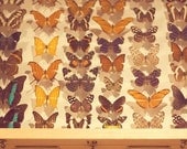 butterfly,  8 x 8 photograph, home decor, childrens wall art, neutral, yellow, brown