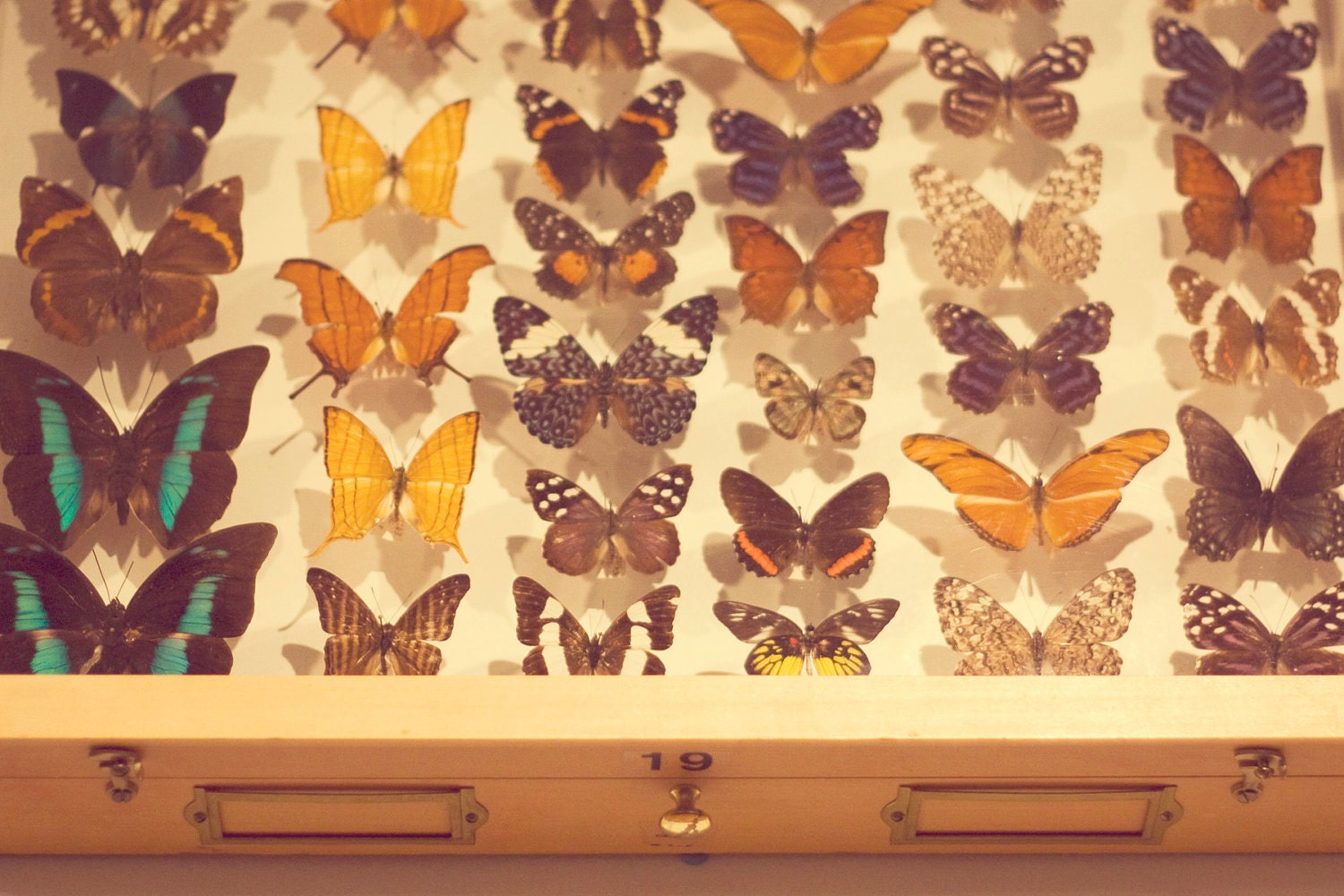 butterfly photo postcard set of 6, nature photography, neutral, brown