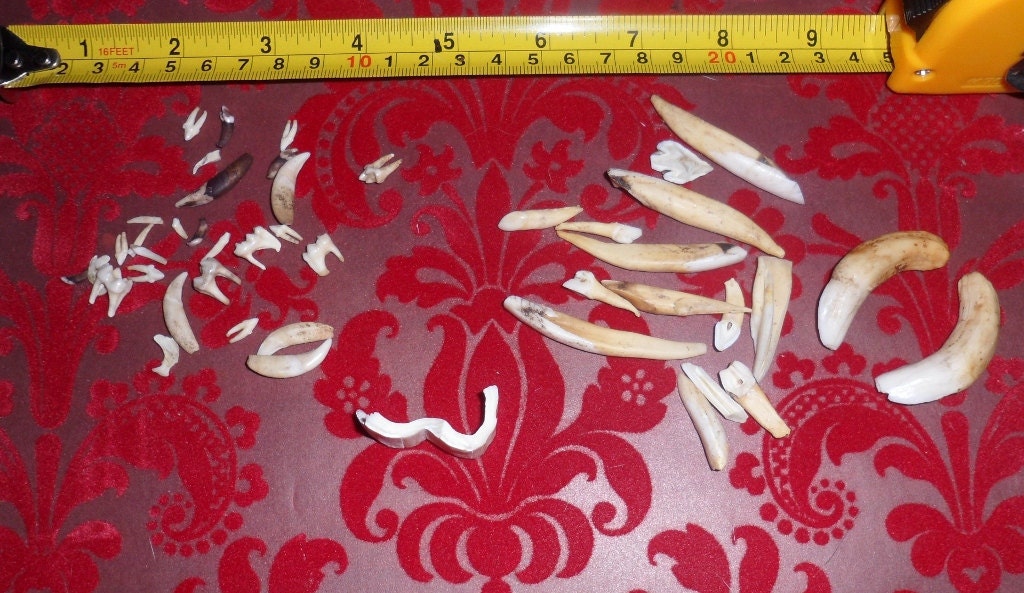 wild hog teeth