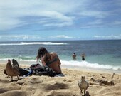 Sunbathing Chickens/ Fine Art Photography/ Kauai, Hawaii/ Landscape
