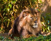 Young Lion 8x10 Color Fine Art Photograph
