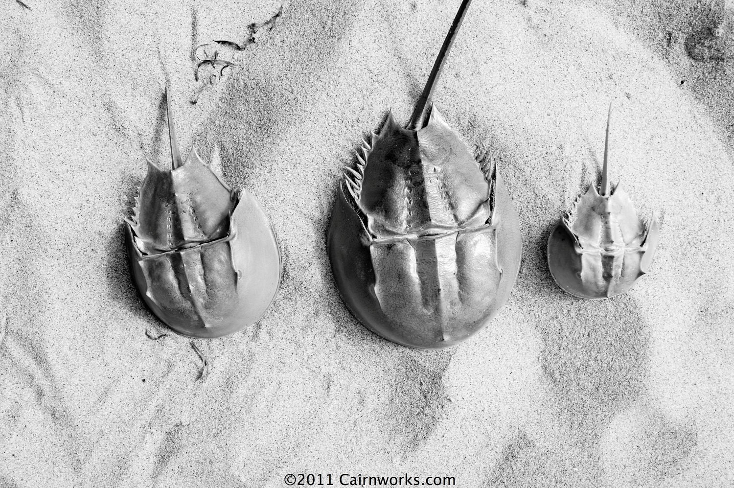 Martha's Vineyard  Horseshoe Crabs at Lobsterville Beach