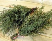 2-PRESERVED SWEET ANNIE Bunches - Perfect for your Primitive Country Home