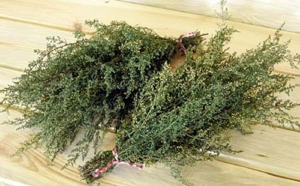 PRIMITIVE Fragrant Preserved Sweet Annie Bunches
