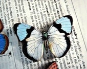 No. 15 Wooden Butterfly Magnet - One Light Blue White and Black Color Laser Cut Insect
