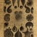 INSTANT DOWNLOAD Under the Sea Vintage Illustrations - Download and Print - Image Transfer - Digital Sheet by Room29 - Sheet no. 308