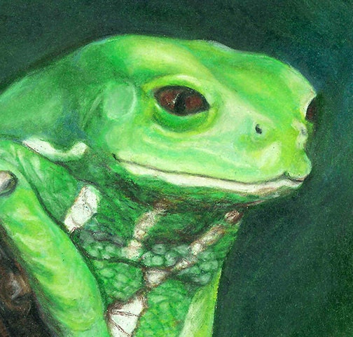 Waxy Monkey Tree Frog II - 5x7 inch giclee print matted to fit an 8x10 frame