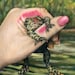 The Wrong One - Princess kissing Frog art matted giclee print