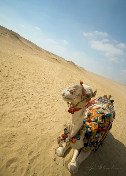 Camel Photo, Cute Animal, Fine Art Nature Print, Egypt Desert Yellow Sand Clear Blue Skies Sunny Camel Hump