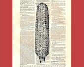 Cob of Corn - upcycled 8x10 1898 dictionary page print - BONUS - Buy 3 Prints, Get 1 More For FREE