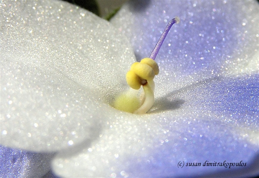 Violet photograph, greeting card, blank card, write own msg, mauve, lavender, yellow, white, purple, flower card