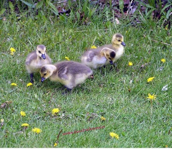 Buy e greeting cards for kids - Baby shower gift card, The Kids, new baby, greeting card, blank, Canada goose, goslings, spring, write your own msg