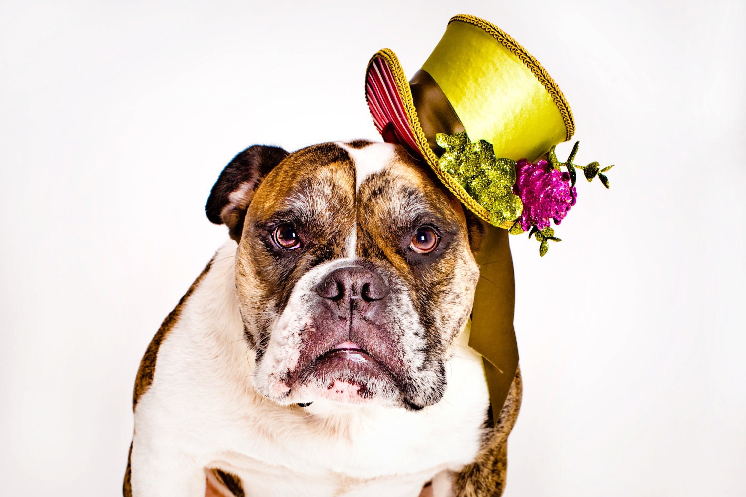 Top Hat for Women, Children and willing Dogs