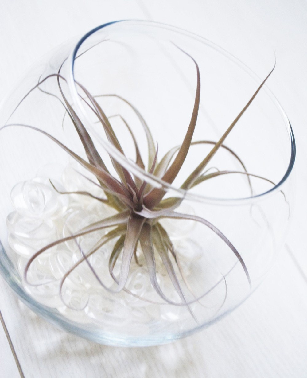 Fish Bowl Airplant Terrarium // Air Plant with Adornments