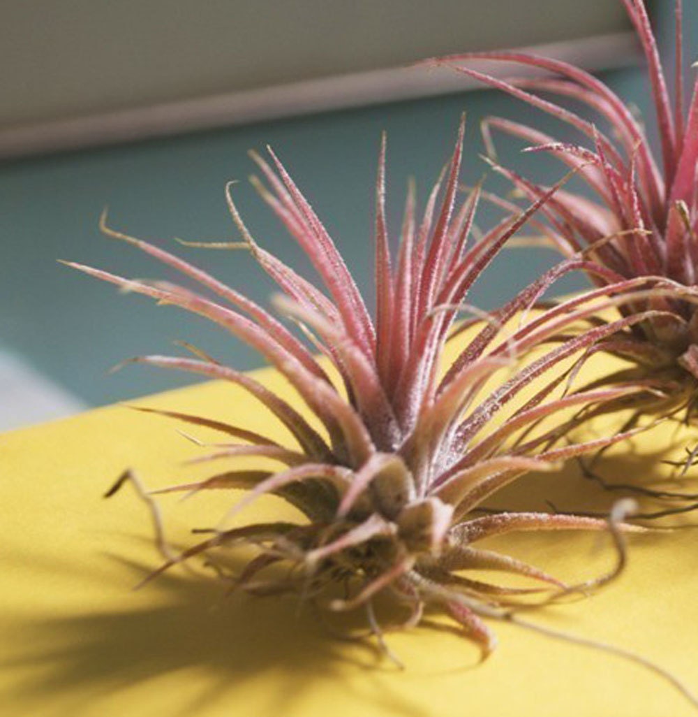 Air Plants // THREE Small Airplants // Grab Bag