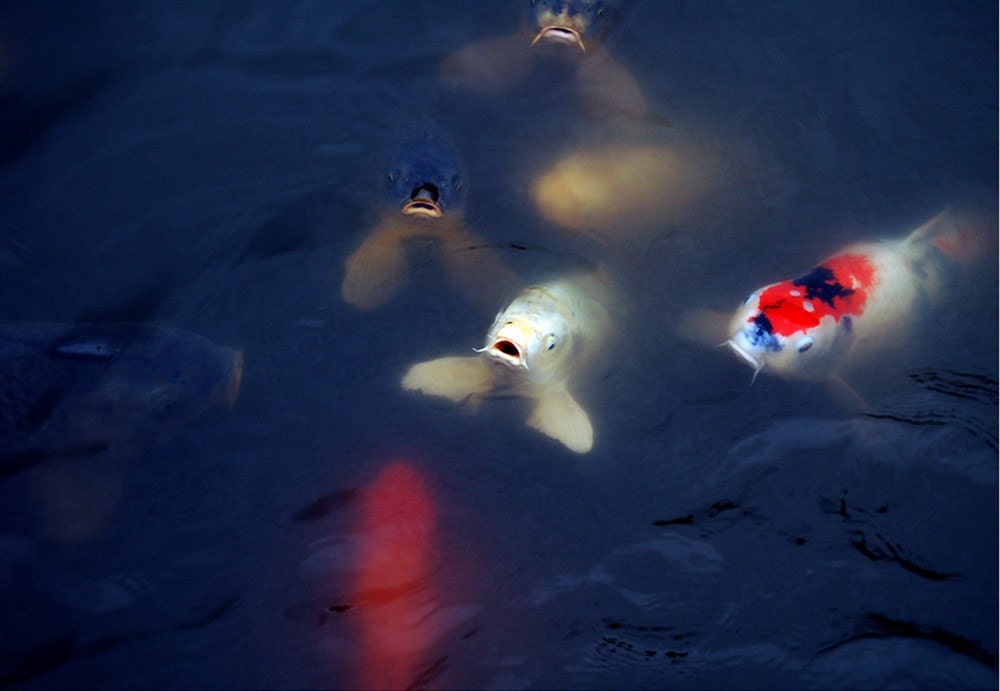 Koi Fish with Open Mouth at Montreal Botanical Garden Pond (Fine art photograph 7x5, matted 10x8)