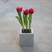 Square Concrete Planter