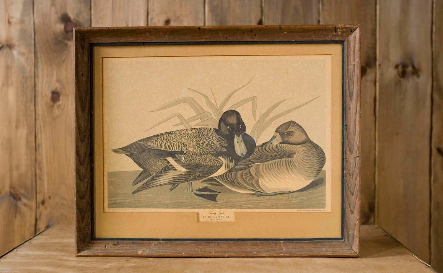 Vintage Framed Bird Print - Scaup Duck