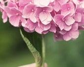 Pink flower art - Something sweet in my hand -  photography print hydrangea romantic sweet green summer