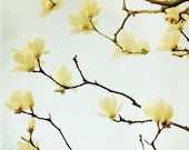 Magnolia photograph  - 8 x 8 original fine art photography print - blue, white, vintage, spring, branches, sky